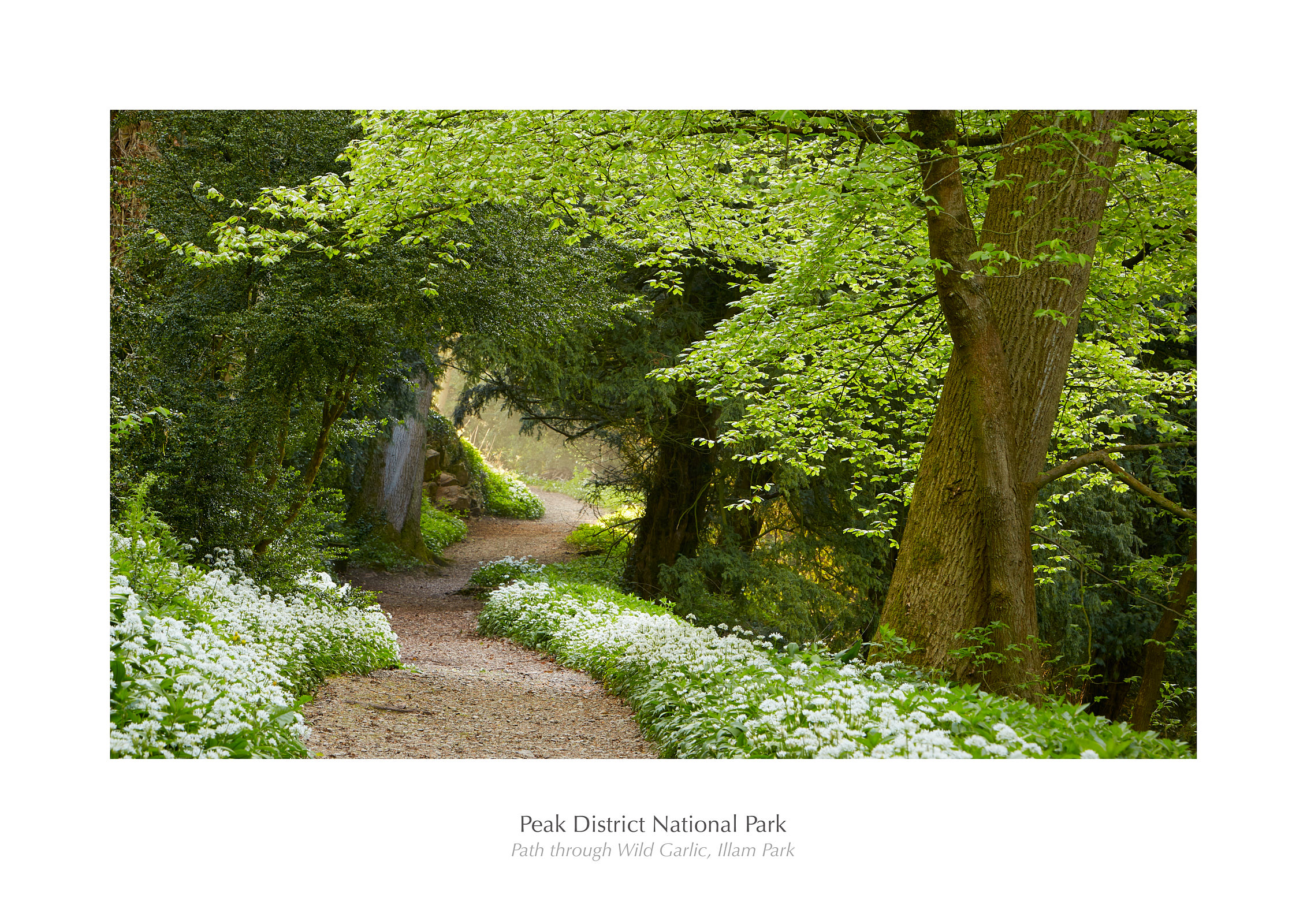 Path through Wild Garlic, Ilam Park