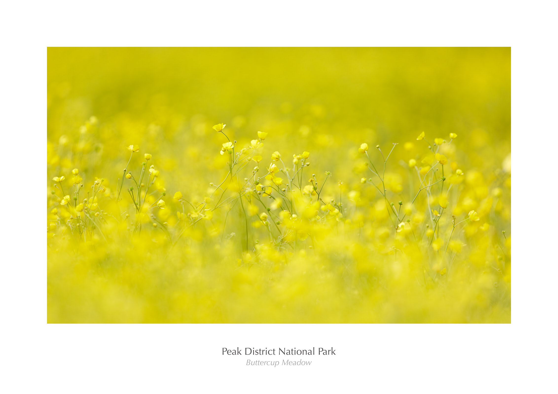 Buttercup Meadow