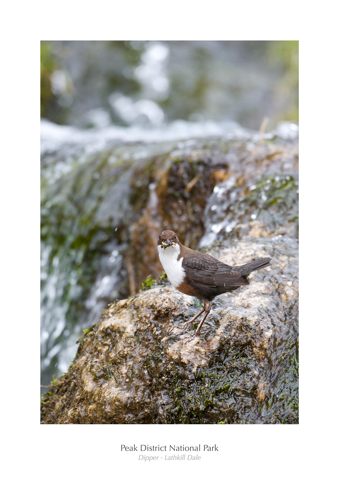 Dipper - Lathkill Dale