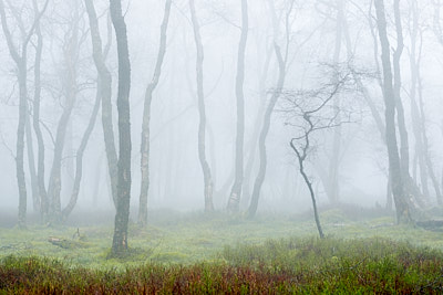 Treescapes