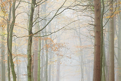 Treescapes